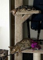 Lance and Trim at play on the cat tree.  